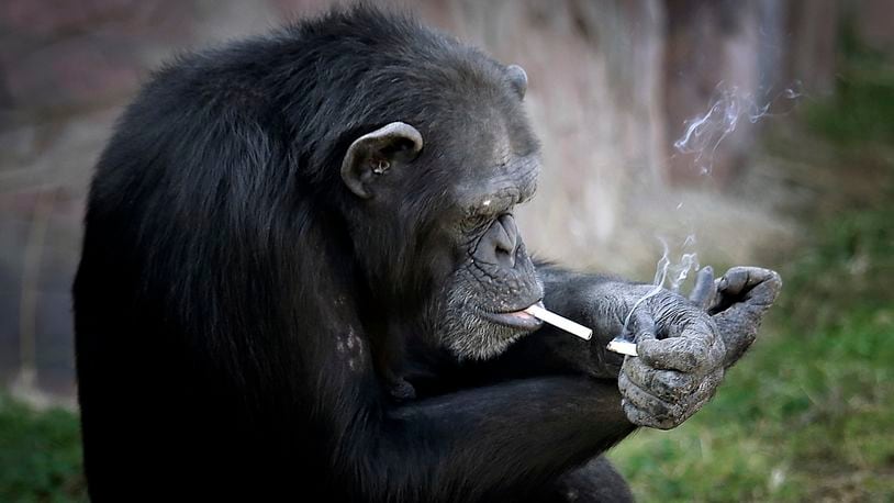 Azalea, whose Korean name is "Dallae", a 19-year-old female chimpanzee, lights one cigarette from another at the Central Zoo in Pyongyang, North Korea on Wednesday, Oct. 19, 2016. According to officials at the newly renovated zoo, which has become a favorite leisure spot in the North Korean capital since it was re-opened in July, the chimpanzee smokes about a pack a day. They insist, however, that she doesn’t inhale. (AP Photo/Wong Maye-E)