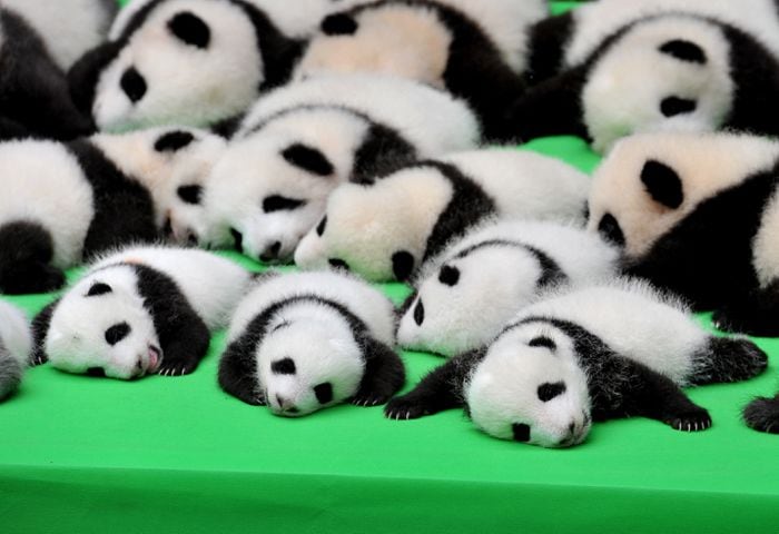 Panda cubs make public debut