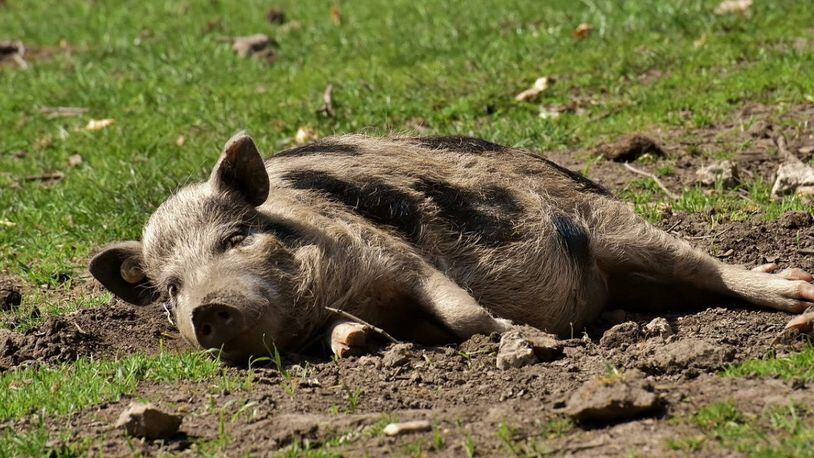 A pot-bellied pig got loose from his pen and ran to a nearby elementary school.