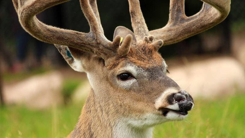 A deer crashed through a window at a rural Tennessee hospital, injuring three people. The deer later was killed when it ran on to a road and was hit by a vehicle.