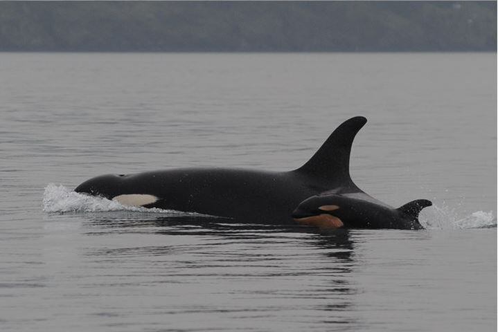 New J pod baby orca