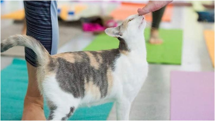 The Humane Association of Warren County will host a Kitten Yoga Class on June 9.