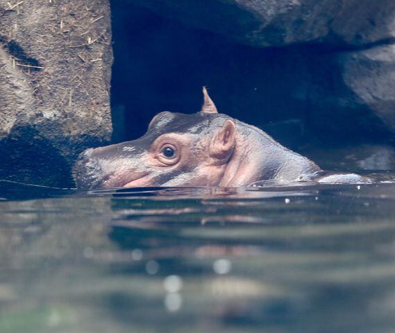 Fiona’s big adventure: Cincinnati Zoo hippo explores outdoor pool