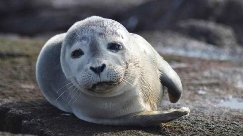 File photo of a harbor seal.