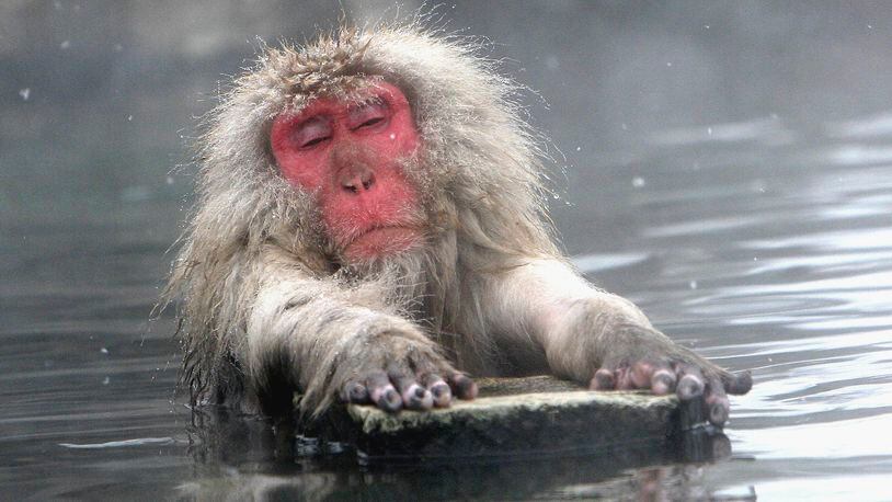 A Japanese macaque monkey relaxing in hot springs. It is not a contestant in the Takhini Hot Springs International Hair Freezing Contest. (Photo: Koichi Kamoshida/Getty Images)