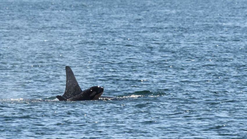 New orca calf born to L pod