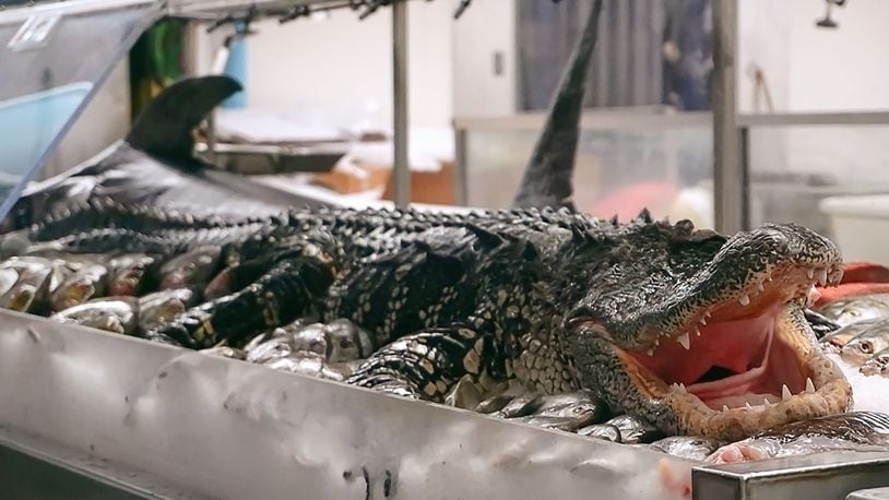 Freshly caught alligator arrived from Florida at Jungle Jim’s International Market in Fairfield Wednesday, Sept. 11, 2019. The Butler County grocer’s newest arrival is more than 9 feet long, weighs nearly 400 pounds and will be filleted and available for purchase this weekend. CONTRIBUTED
