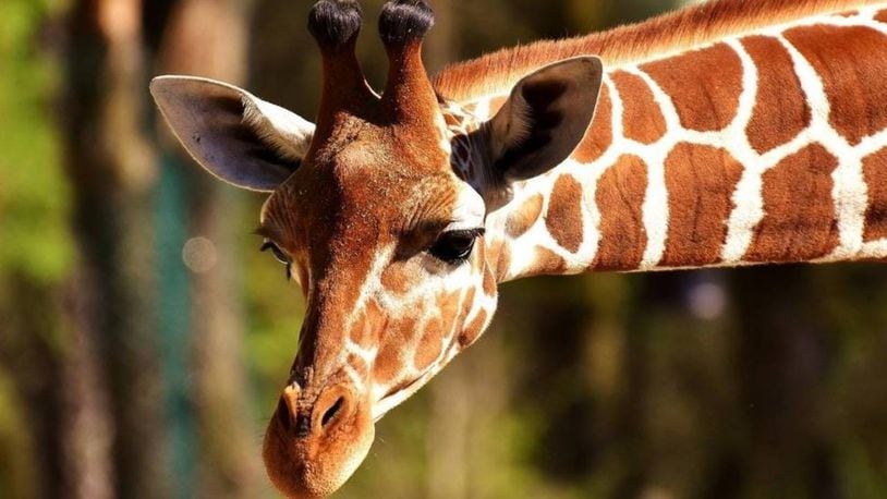 A 31-year-old giraffe at Zoo Knoxville was euthanized Thursday.