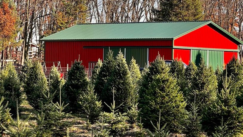 Choosing and cutting your own Christmas tree is a holiday tradition for many Miami Valley families. CONTRIBUTED