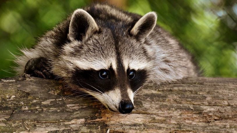 A raccoon enjoyed the Florida breeze Sunday by hanging out of a car window as it sped down a Citrus County road.