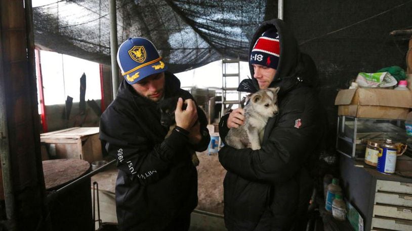 In this Friday, Feb. 23, 2018, photo, American freestyle skier Gus Kenworthy, left, and his boyfriend Matthew Wilkas hold dogs at a dog meat farm in Siheung, South Korea. Kenworthy saved five stray dogs during the Sochi Olympics four years ago and is considering adopting one of the many puppies he met Friday after finishing competition the Pyeongchang Games. (AP Photo/Ahn Young-joon)