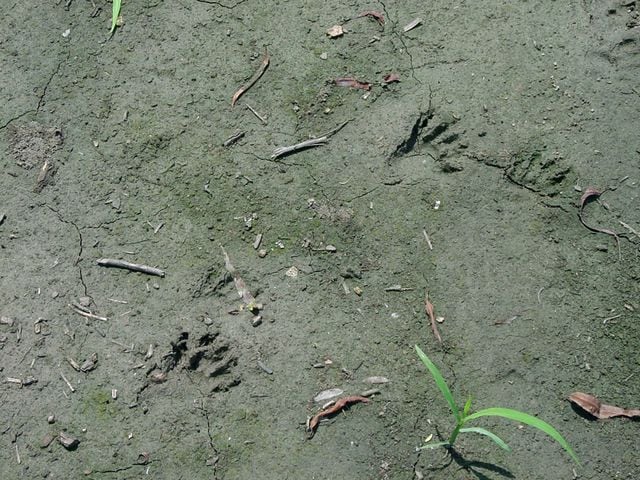 Can you identify these animal tracks?