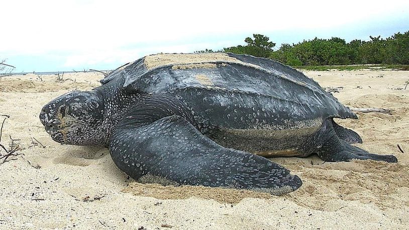 A leatherback sea turtle on a beach in the U.S. Virgin Islands. Leatherbacks are the largest turtles on the planet and were once found in every ocean except for the Arctic and Antarctic.