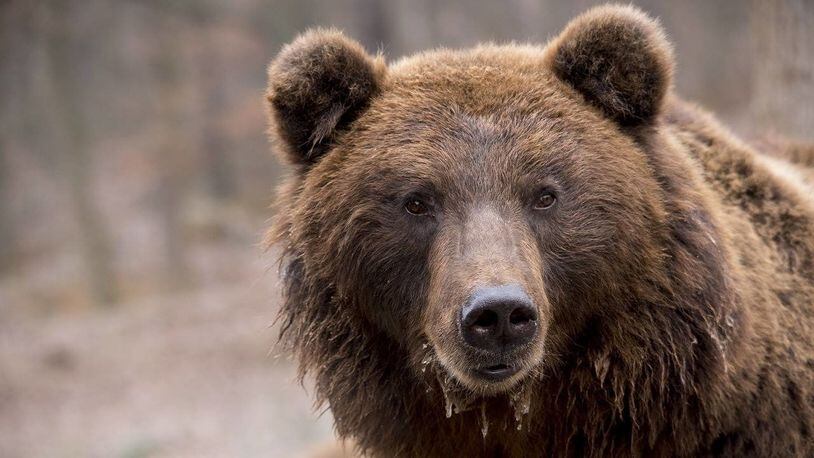 A hungry bear hit it big Wednesday night, finding some beef jerky in a backpack located in a shelter at the Great Smoky Mountains National Park.