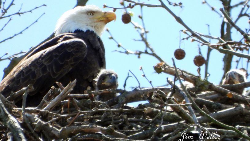 Willa, one of Carillon Historical Park's bald eagles, looks over her young eaglets on May 1, 2020. JIM WELLER / CONTRIBUTED