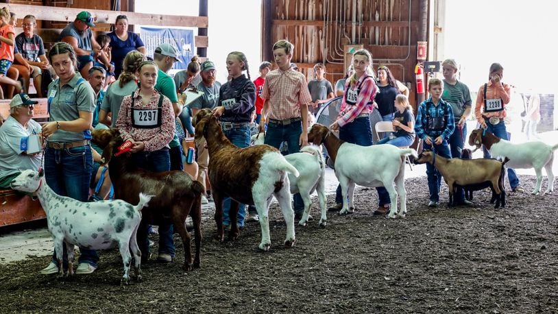 Fair competitors show goats at the Butler County Fair Wednesday, July 28, 2021 in Hamilton. NICK GRAHAM / STAFF