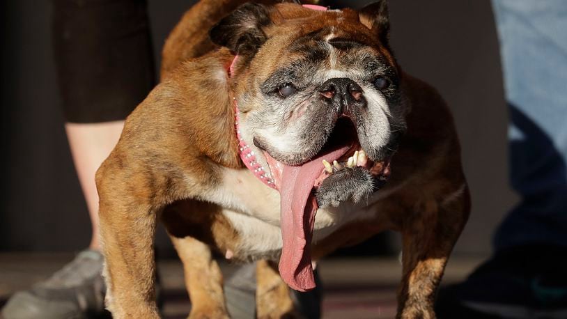 Zsa Zsa, an English Bulldog owned by Megan Brainard, stands onstage after being announced the winner of the World's Ugliest Dog Contest at the Sonoma-Marin Fair in Petaluma, Calif. The 9-year-old English bulldog died just weeks after winning the contest.
