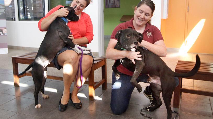 Two dogs relocated due to Hurricane Irma, Cleopatra and Charleston, are now available for adoption at SICSA. Nora Vondrell, SICSA’s executive director, and Chrissy Skentzos, an adoption counselor, are seen with the two on Wednesday, Sept. 27. Four others are awaiting medical check-ups.  CHRIS STEWART / STAFF