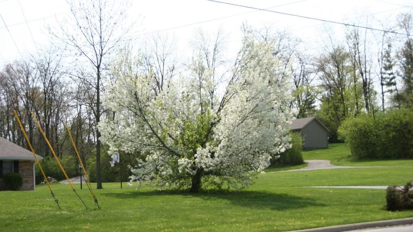 “Bradford” callery pear with branches missing after a winter storm. CONTRIBUTED