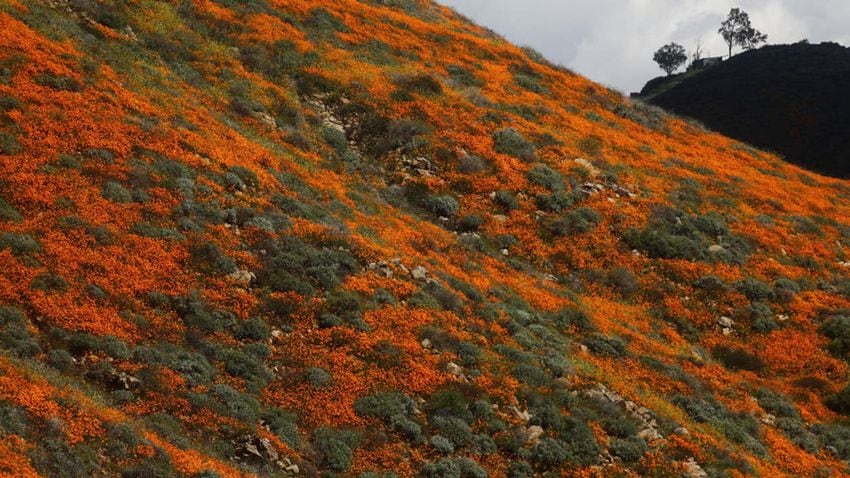 Photos: Spectacular wildflower super bloom in California