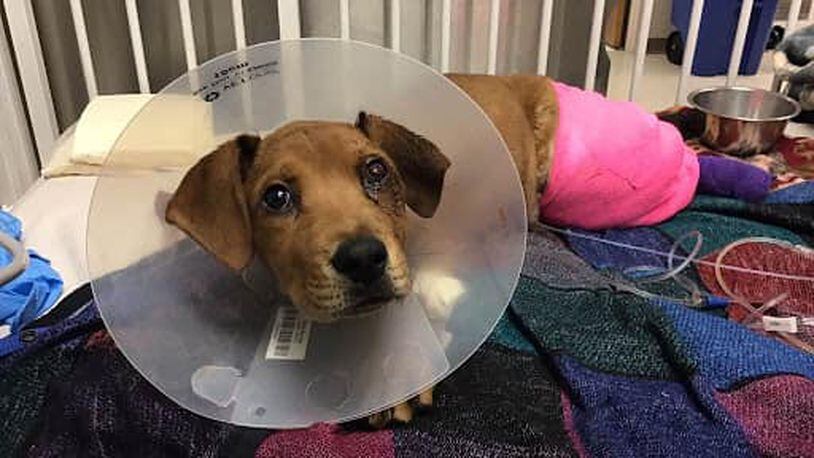 The Animal Friends Humane Society received a 3-month-old puppy March 13 that had been hit by a train in Hamilton. The society named him Trooper. CONTRIBUTED
