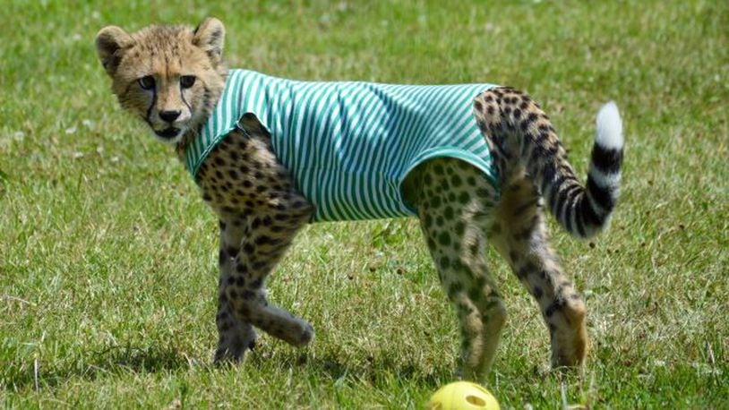 The Cincinnati Zoo announced the death of one of its cheetahs, Redd, on Sunday, Sept. 3, 2023. Photo courtesy Cincinnati Zoo.