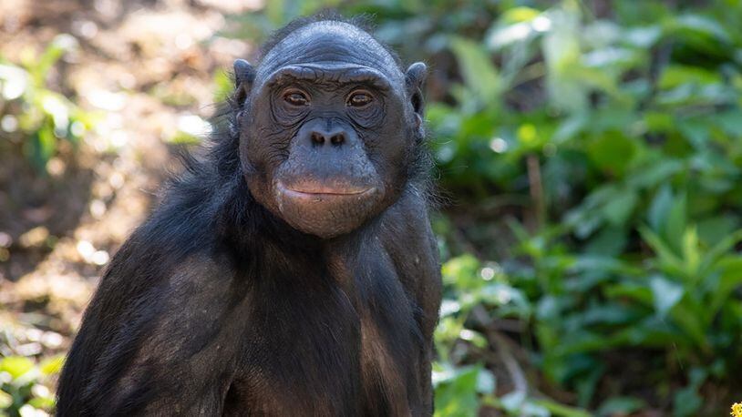 Unga, a 29-year-old bonobo, who drew much-needed attention to her endangered species and touched the hearts of many around the world -- including through a Broadway musical’s nod to her story -- has died at the Columbus Zoo and Aquarium. GRAHM S. JONES / COLUMBUS ZOO AND AQUARIUM