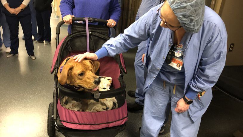 Trooper, who lost his back two legs and his left eye in a train accident last year in Hamilton, made an appearance Monday morning at Atrium Medical Center after staff donated surgical bags that will be used as mats at the Humane Association of Warren County. RICK McCRABB/STAFF