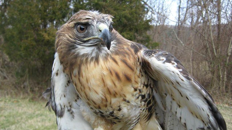 A red-tailed hawk, similar to the one pictured here, has been spotted in northern Alabama with an arrow piercing its body. Wildlife officials need help finding and catching the injured bird to try and save it.