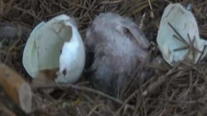 An eaglet hatched at the Dollywood theme park in Pigeon Forge, Tennessee.