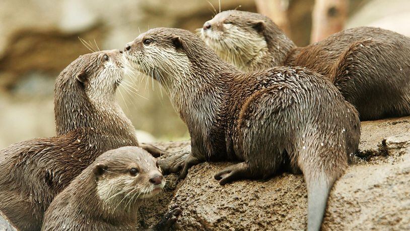 Asian small-clawed otters.