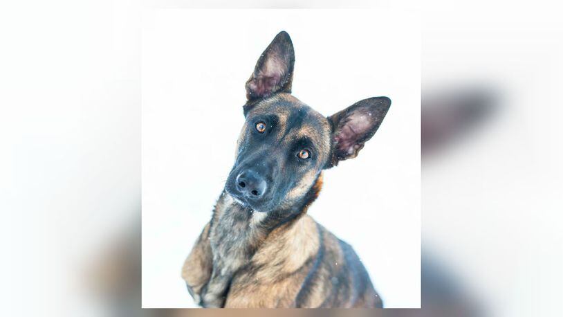 Karma, a Belgian Malinois, was rescued in a Colorado neighborhood about seven months ago by good Samaritans and recently became an official K-9 with the Denver Sheriff Department. (Photo: Denver Sheriff Department)