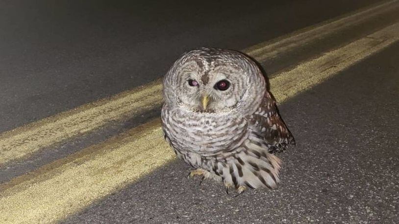 A Maine state trooper found a stunned owl in the middle of the road last week.