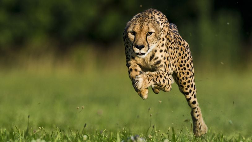 Cincinnati Zoo cheetah running during a photo shoot for Natiional Geographic Magazine. FILE