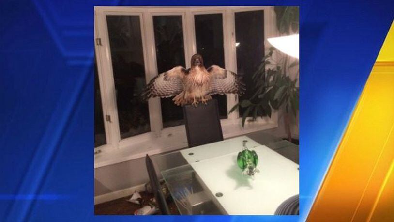 A red-tailed hawk flew into a home in Bellevue, Washington, and startled the homeowners when they returned and found it flying around their living room. It finally settled on a chair in their dining room and waited patiently for a wildlife expert to rescue it.