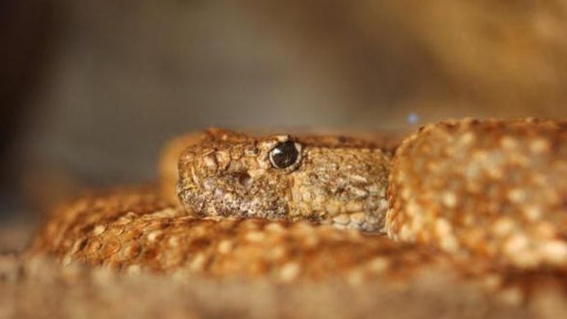 Diamondback rattlesnake. File photo. (Photo by David McNew/Getty Images)