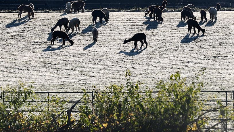 A herd of alpaca graze in a frost covered field early Wednesday morning at the Holdfast Alpaca Farm along Lower Valley Pike. BILL LACKEY/STAFF