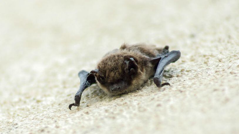 A mother said bats started to appear last fall and began crawling out of tiny holes in her ceiling and would fly through bedrooms. (Photo: biancamentil/Pixabay)