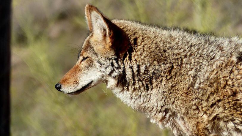A coyote managed to find its way into the men's bathroom at Nashville's Music City Center on Sunday night.