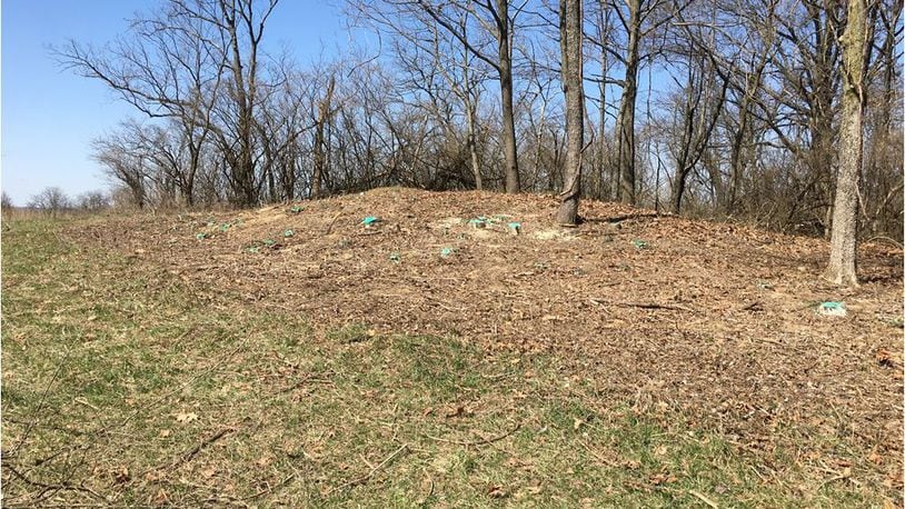 Volunteers in recent months have cleared honeysuckle and other plants from areas around Native American mounds in Ross Township that have been known as Fortified Hill since the early 1800s. There are more opportunities to help in coming weeks and months. PROVIDED