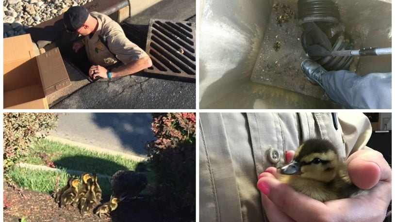 Dog Warden Supervisor Kurt Merbs and Deputy Dog Warden Jen Schwaller rescued ducklings from a sewer drain near Chick-Fil-A at Bridgewater Falls on Monday morning. CONTRIBUTED