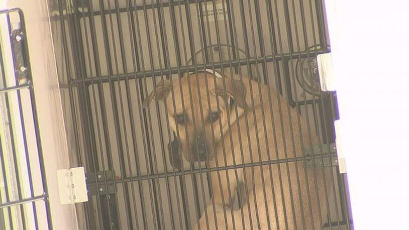 Authorities said 11 abused dogs were seized from an Atlanta home.