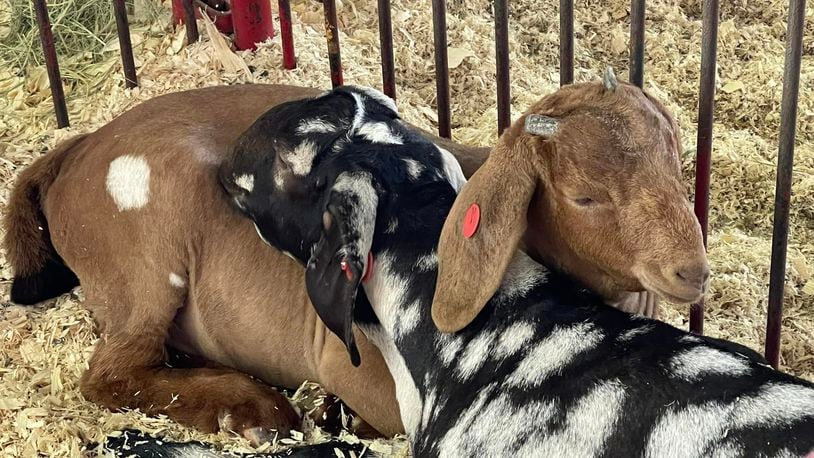 Two goats cuddle in the goat barn Sunday, July 23, 2023 at the Butler County Fair. STAFF
