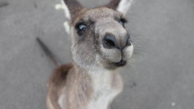 Kangaroo meat is mostly produced in Australia from wild animals as part of a wildlife population control program.