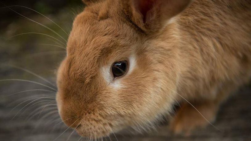 An east Tennessee family is hoping to locate their pet rabbit, a Flemish giant that weighs nearly 20 pounds.