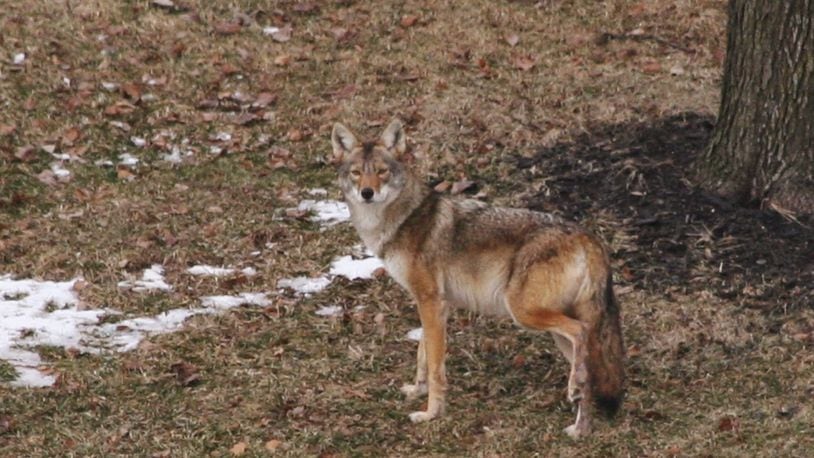 Mason officials are warning residents of an increase in complaints about coyotes. In this 2014 photo submitted by a resident, a coyote stands in a West Chester Twp. yard. CONTRIBUTED