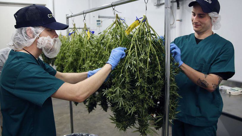 Cultivation agents remove unwanted leavers from a marijuana plant harvested at Cresco Labs in Yellow Springs. The state licensed cultivator business began harvesting its first crop grown in the facility in late December. The removed leaves and stems are composted. TY GREENLEES / STAFF