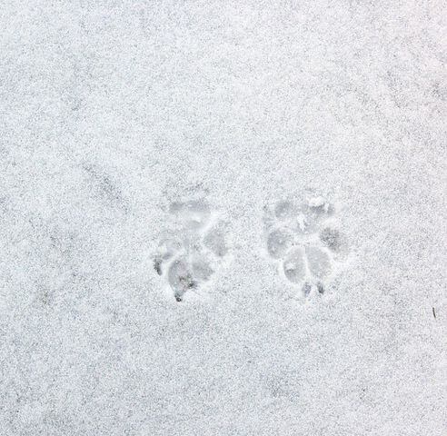 Can you identify these animal tracks?
