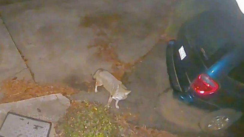 Home security video has caught a small pack of coyotes prowling near uptown Charlotte. (Photo: WSOCTV.com)