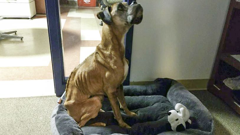 Portia, one of two emaciated dogs recovering at the Animal Friends Humane Society, has gained weight. She is pictured here in the county dog warden office.